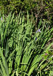 Giant blue iris